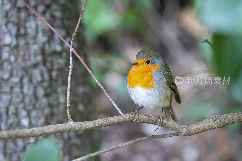 在蒙特塞拉特的欧洲知更鸟(rubecula Erithacus)对羽毛惊人的专注